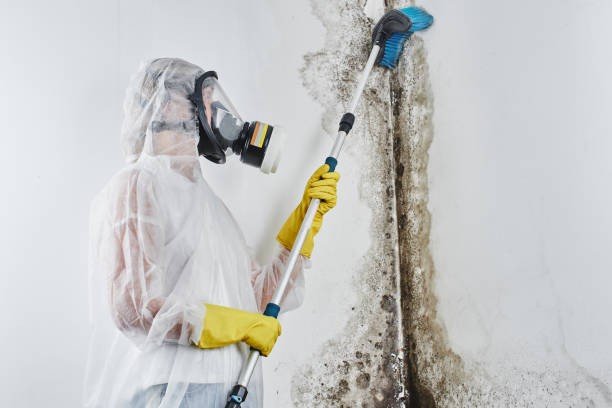 Trusted Newburg, WI Mold Removal Experts